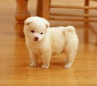 pic for cute puppy 1440x1280